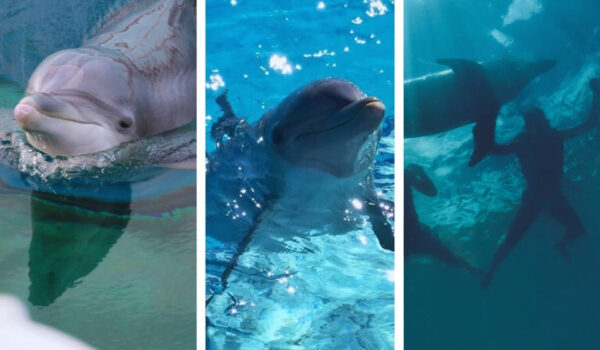 swim with dolphins in miami