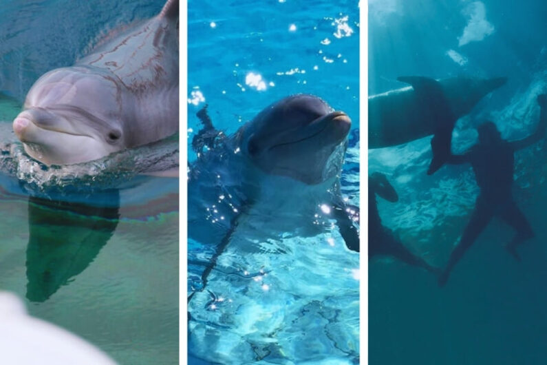 swim with dolphins in miami